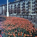 Краснодар. Тюльпаны у кинотеатра "Аврора", 1970-е годы