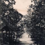 Новороссийск. Александровский бульвар. Цветущие акации, не позднее 1913 года