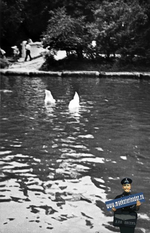 Краснодар. Лебеди на пруд городского парка им. А. М. Горького, около 1969 года
