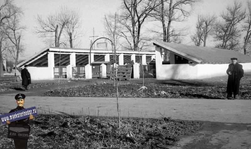 Краснодар. КСХПВ. Животноводческий сектор. Летний лагерь для свиней. 1956 год