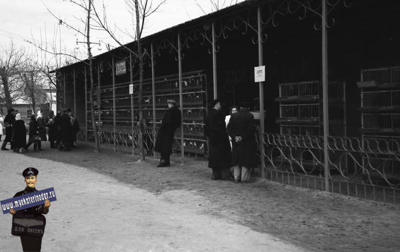 Краснодар. КСХПВ. Животноводческий сектор. Птичник с курами. 1956 год