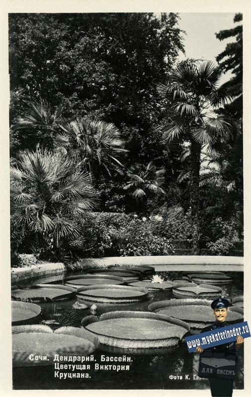 Сочи. Дендрарий. Бассейн. Цветущая Виктория Круциана, 1954 год Сочи. Дендрарий. Бассейн. Цветущая Виктория Круциана, 1954 год